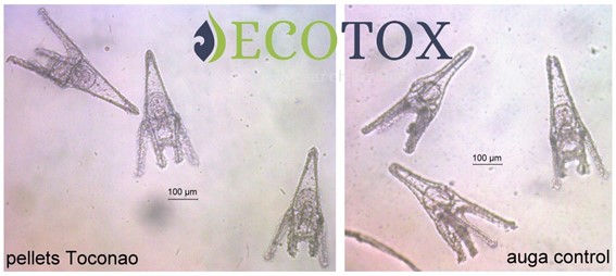 sea_urchin_bioassays