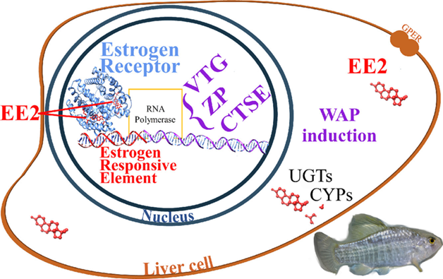 estrogenicEndocrineDisruptors 